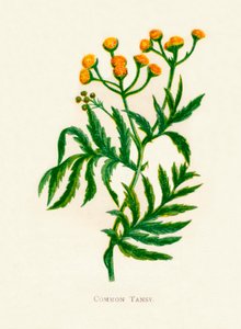 Common Tansy、c1891、1891 作： Anne Pratt