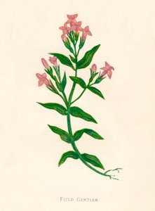 フィールドジェンティアン、c1891、1891 作： Anne Pratt