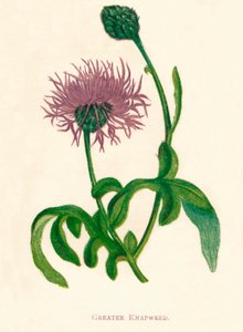 グレーターナップウィード、1891年、1891年 作： Anne Pratt