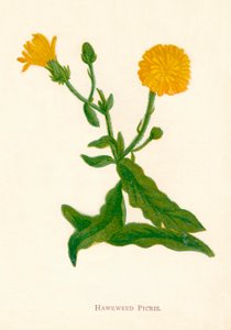 ホークウィードピクリス、1891年、1891年 作： Anne Pratt