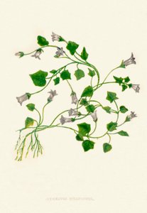 アイビーの葉のベルフラワー、c1891、1891 作： Anne Pratt