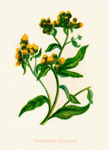 Ploughmans Spikenard、c1891、1891 作： Anne Pratt