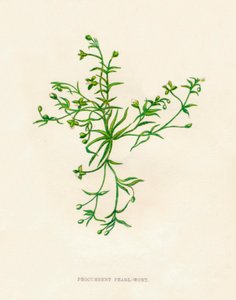 Procumbent Pearl-Wort、c1891、1891 作： Anne Pratt