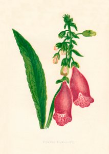 紫ジギタリス、c1891、1891。 作： Anne Pratt