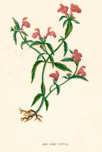 赤い麻イラクサ、c1891、1891 作： Anne Pratt