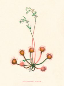 ラウンドリーブドサンデュー、c1891、1891