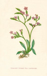 直立スパイクシーラベンダー、c1891、1891