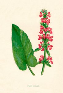 ウッドベトニー、c1891、1891