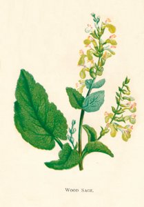 ウッドセージ、c1891、1891 作： Anne Pratt