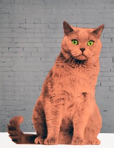 誰もが猫になりたいと思う2017年 作： Anne Storno