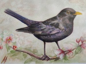 ブラックバードと桜