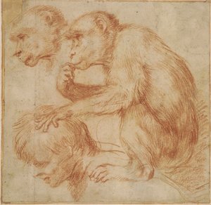 カラッチ - 人の肩に乗った猿の左横顔とその顔の習作、絵画のための習作 赤チョーク、Ff,2.115 作： Annibale Carracci