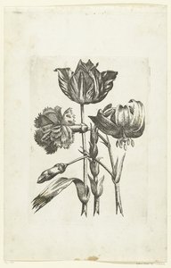 Anjer, tulp en lelie New Flower Icons (連載タイトル) 作： Anonymous