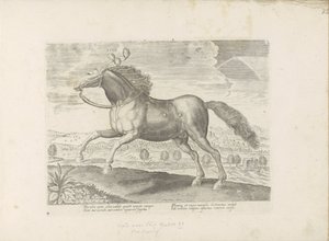 アラビッシュパールド 持ってくる（オブジェクトのタイトル） Paardenrassen uit de Koninklijke Stalen van Don Juan van Oostenrijk (シリーズ タイトル) あらゆる種類の貴族が乗った馬：世界のさまざまな地域で区別された馬の行動が選択された（...）（オブジェクトに関するシリーズタイトル） 作： Anonymous