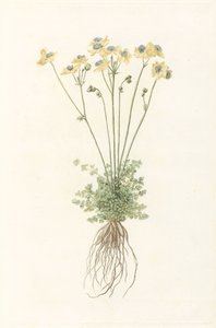 根を持つ顕花植物 作： Anonymous