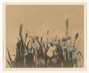 アイリスのある花の静物