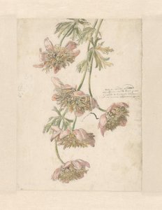 花を持つ 3 つの枝 白と赤 (...) (オブジェクトのタイトル) 作： Anonymous