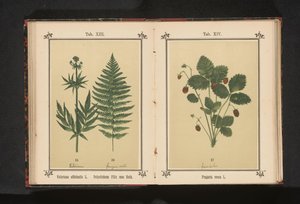 本物のバレリアンとオスのシダの枝 Valeriana officinalis L. Polystichum Filix mas Roth (オブジェクトのタイトル) 作： Anonymous