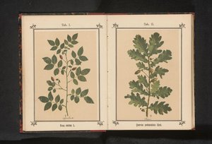 エイケンタク Quercus pedunculata Ehrh. (オブジェクトのタイトル) 作： Anonymous