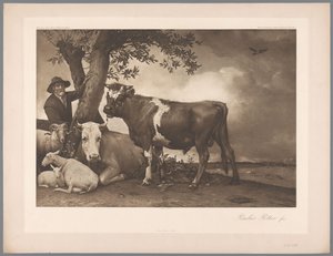 パウルス・ポッターの雄牛の絵画の写真複製、coll。 マウリッツハイス 1904年 - いいえ。 54. /ケーニグル。 Museum im Haag (シリーズタイトル) 作： Anonymous