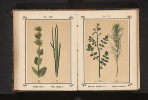 Gele gentiaan en kalmoes Gentiana lutea L. Acorus Calamus L. (オブジェクトのタイトル) 作： Anonymous