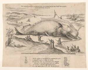 アントワープで座礁したクジラ、1577 年 1577 年 7 月 2 日のこの [n] クジラ、ghevanghe[n] の真の対立と寸法 (オブジェクトのタイトル) 作： Anonymous