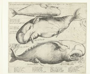 アントワープで座礁したクジラ、1577 年 Ware ung eigentliche contrafactur eines wallfisches gefangen in der scheldt nitt weit von Antorff Am 2 Julij. Anno 1577 (オブジェクトのタイトル) 作： Anonymous