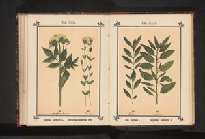 アンジェリカとリアル センチュリー Angelica silvestris L. Erythraea Centaurium Pers (オブジェクトのタイトル) 作： Anonymous