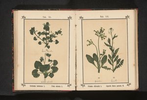 金色のサクラソウと羊飼いの財布 Primula officinalis L. Capsella Bursa pastoris M. (オブジェクトのタイトル) 作： Anonymous