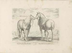 Hengst en merrie uit ローマ Roman Matronal Horse (オブジェクトのタイトル) Paardenrassen uit de Koninklijke Stalen van Don Juan van Oostenrijk (シリーズ タイトル) 世界各地から選りすぐられた馬たちの行動が際立つ、あらゆる貴族の馬（ 作： Anonymous