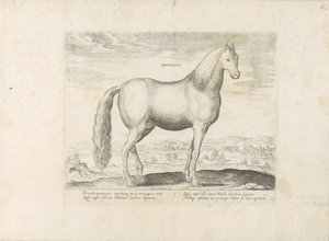 Hengst uit Anatolië 生まれ（オブジェクトのタイトル） Paardenrassen uit de Koninklijke Stalen van Don Juan van Oostenrijk (シリーズ タイトル) あらゆる種類の貴族が乗った馬：世界のさまざまな地域で区別された馬の行動が選択された（...）（oのシリーズタイトル 作： Anonymous