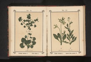 犬の速歩とマーチ バイオレット Glechoma hederacea L. Violaodorata L. (オブジェクトのタイトル) 作： Anonymous