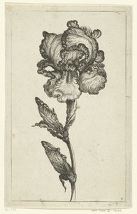 虹彩 ヴェルシェイデの新しいチューリップ、その他の花 (連載タイトル) 作： Anonymous