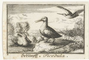 3 羽のシギがいる風景 Schneff、Ficedula。 (アイテムのタイトル) 作： Anonymous