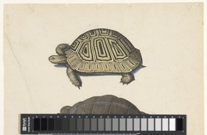 Landschildpad ロンバードアルバム（シリーズタイトル） 作： Anonymous