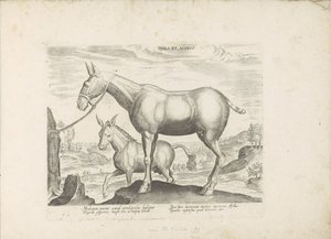 Mulezel en ezel ラバとロバ (オブジェクトのタイトル) Paardenrassen uit de Koninklijke Stalen van Don Juan van Oostenrijk (シリーズ タイトル) ありとあらゆる貴族が乗った馬 世界各地の馬のマナーを厳選（…）（連載タイトル）