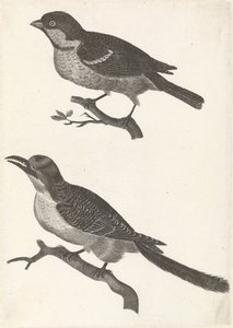 左の枝にスズメ、その下に鋸歯状のくちばしを持つ鳥