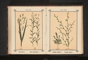 アイブライトとワイルドチコリ Euphrasia officinalis L. Cichorium Intybus L. (オブジェクトのタイトル) 作： Anonymous