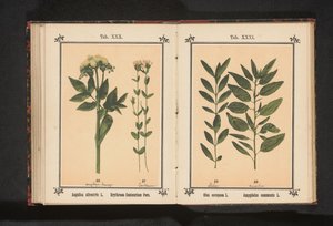 オリーブの枝とアーモンドの枝 Olea europaea L. Amygdalus communis L. (オブジェクトのタイトル) 作： Anonymous