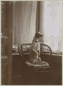 窓際の椅子に座っている犬