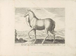 パール ウィット アルバニア アルバヌス (オブジェクトのタイトル) Paardenrassen uit de Koninklijke Stalen van Don Juan van Oostenrijk (シリーズ タイトル) あらゆる種類の貴族が乗っている馬：世界のさまざまな地域から区別された馬の行動が選択されました（...）（objのシリーズタイトル