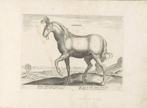 Paard uit Armenië アルメニウス (オブジェクトのタイトル) Paardenrassen uit de Koninklijke Stalen van Don Juan van Oostenrijk (シリーズ タイトル) あらゆる種類の貴族が乗っている馬：世界のさまざまな地域で区別された馬の行動が選択されました（...）（obのシリーズタイトル