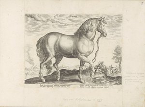 パール ウィット カラブリア カラバル (オブジェクトのタイトル) Paardenrassen uit de Koninklijke Stalen van Don Juan van Oostenrijk (シリーズ タイトル) あらゆる種類の貴族が乗っている馬：世界のさまざまな地域で区別された馬の行動が選択されました（...）（obのシリーズタイトル