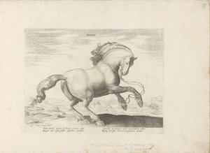 Paard uit Danemarken デンマーク語 (オブジェクトのタイトル) Paardenrassen uit de Koninklijke Stalen van Don Juan van Oostenrijk (シリーズ タイトル) あらゆる種類の貴族が乗っている馬：世界のさまざまな地域で区別された馬の行動が選択されました（...）（obのシリーズタイトル