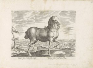 Paard uit エンゲランド Brito (オブジェクトのタイトル) Paardenrassen uit de Koninklijke Stalen van Don Juan van Oostenrijk (シリーズ タイトル) あらゆる貴族が乗った馬 世界各地で際立った馬の行動が選ばれた (…) (objeのシリーズタイトル