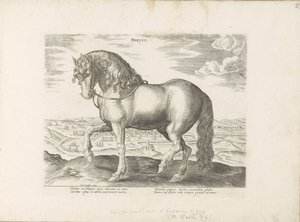 パール ウィット フリースラント Phryso (オブジェクトのタイトル) Paardenrassen uit de Koninklijke Stalen van Don Juan van Oostenrijk (シリーズ タイトル) あらゆる種類の貴族が乗っている馬：世界のさまざまな地域で区別された馬の行動が選択されました（...）（obのシリーズタイトル 作： Anonymous