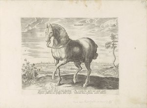 Paard uit Gelre シカンバー (オブジェクトのタイトル) Paardenrassen uit de Koninklijke Stalen van Don Juan van Oostenrijk (シリーズ タイトル) ありとあらゆる貴族が乗った馬 世界各地で際立った馬の行動が選ばれました (...) (objeのシリーズタイトル