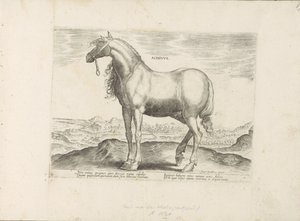 Paard ギリシャ Achivus (オブジェクトのタイトル) Paardenrassen uit de Koninklijke Stalen van Don Juan van Oostenrijk (シリーズ タイトル) ありとあらゆる貴族が乗った馬 世界各地の選りすぐりの馬のふるまい（…）（連載タイトル