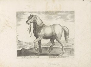 Paard uit Gulik (Juliacus) ジュリア (オブジェクトのタイトル) Paardenrassen uit de Koninklijke Stalen van Don Juan van Oostenrijk (シリーズ タイトル) あらゆる種類の貴族が乗っている馬: 馬の行動によって区別される世界のさまざまな地域から選ばれた (...) (一連の
