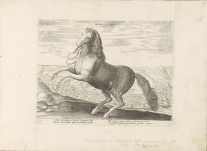 Paard uit Napels ナポリタン (オブジェクトのタイトル) Paardenrassen uit de Koninklijke Stalen van Don Juan van Oostenrijk (シリーズ タイトル) ありとあらゆる貴族が乗った馬 世界各地の選りすぐりの馬のふるまい（…）（連載タイトル